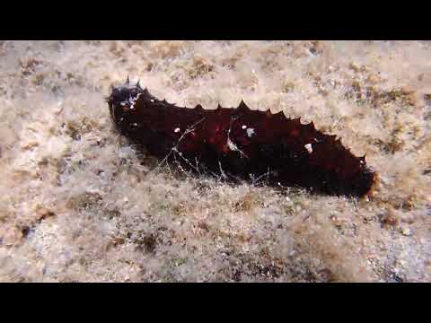 Holothuria poli