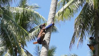 Download lagu CLIMBING A 30 METER COCONUT WITHOUT USING A SAFETY ROPE mp3 Download lagu CLIMBING A 30 METER COCONUT WITHOUT USING A SAFETY ROPE mp3