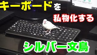 シルバー文鳥リーフがキーボードを好きな２つの理由
