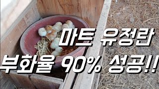축! 마트 유정란 부화했어요. 성공률 90%