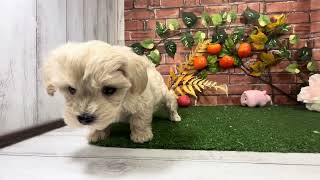 ハーフ犬の動画01