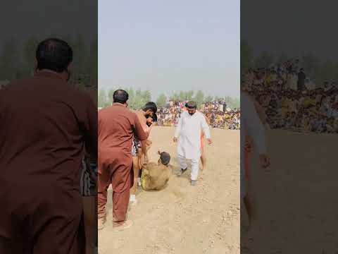 What a sllap by Billa Bhatti at Kharlyan wala day 2 #shorts