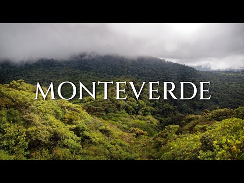 Monteverde Forest Facts! | Costa Rica