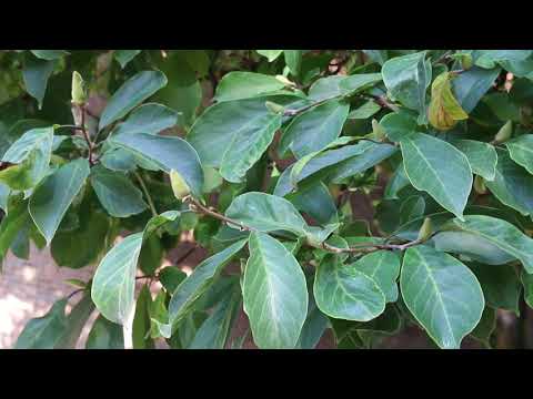 image-What does a saucer magnolia look like?