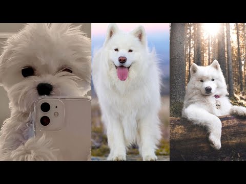 Cute puppy images 💕💖❣️//please subscribe//🙏