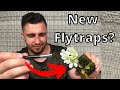 How To Pollinate Venus Fly Traps