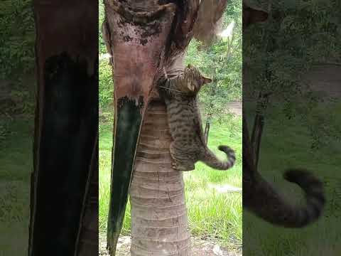 Cuidamos y Amamos la Naturaleza Unguia Choco #video  #shorts #short #viral #viralshort