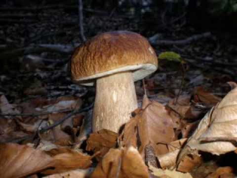 3 OTTOBRE 2009 ... DI PATTUGLIA  A TALAMONA !!!