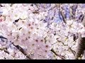 目黒川の桜 ～お花見スポット紹介～池袋から副都心線で約20分の中目黒駅