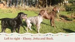 German shorthaired pointers - first visit to a breeders