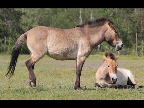 , title : 'Przewalski-Pferde: Die letzten echten Wildpferde'