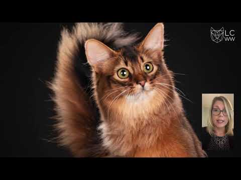 LCWW Virtual Show March 2021 - Judge Tammy Ardolf Adult Class Final