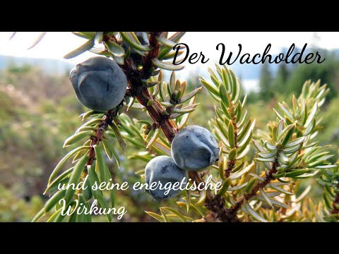 Der  Wacholder - und seine energetische Wirkung