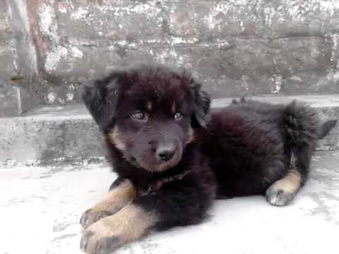 Himalayan mastiff puppy in modinagar