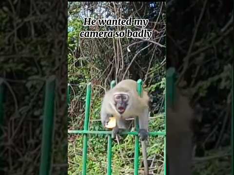 big mistake coming closer with my camera 😮 #monkey #animals #travel