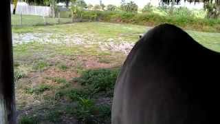 preview picture of video 'JJ the horse jumps! Horse Sitting in Naples Florida (239) 465-6295'