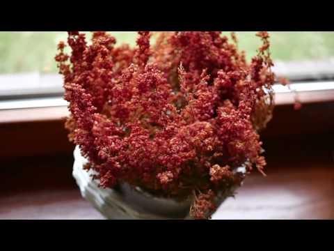 Winnica De Sas  Agroturystyka  - Domek