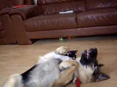 Attack of the 'Tai-tan' kitten vs German Shepherd