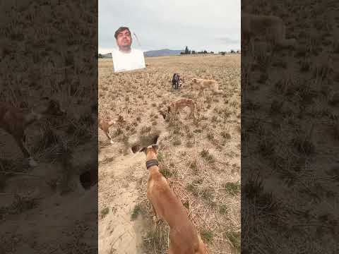 #dog #doglover #hunter #instagram #funny #jabber #funnyanimal #animals