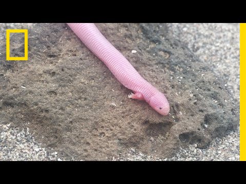 image-Are there pink lizards?