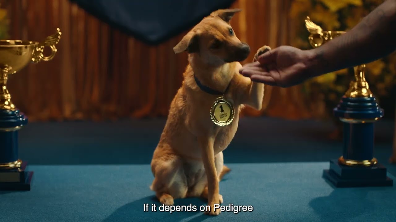 Caramelo - Pedigree, Mars Petcare | Clapboard Ad Archive — archive collection thumbnail