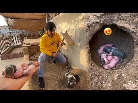 Khodai Krta Howa Rabbit Baby Mil Gai 😍