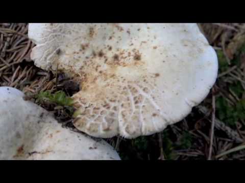 Lactarius piperatus @ Knowing Mushrooms 02.09.2016