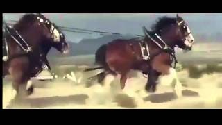 Budweiser Cowboy Commercial