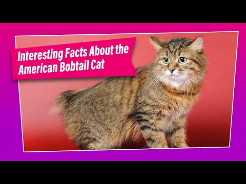 American Bobtail Cat - How Good is this Breed ?