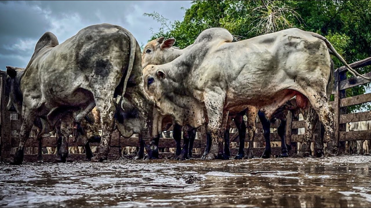 Pesando a boiada para embarcar 🐂💰#pecuaria #nelore