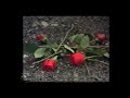 benny blanco & juice wrld - roses ft . brendon urie ( slowed + reverb )