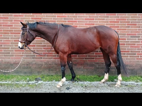 15.2 HH 4 year old Warmblood mare