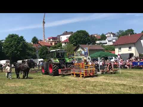 Armăsar provenit din Herghelia Fitero la concurs de tractiune in Germania