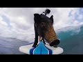 Un pequeño cerdo surfeando 