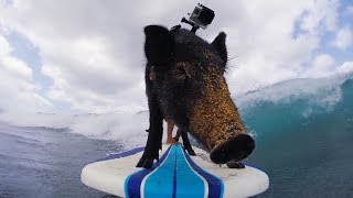 GoPro: Kama The Surfing Pig