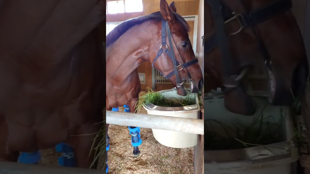 ドウデュース近況