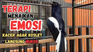 Download lagu TERAPI MENAIKAN EMOSI KACER AGAR CEPAT KOSLET GACOR DAN BUKA EKOR DI JAMIN AMPUH UNTUK SEMUA KACER mp3