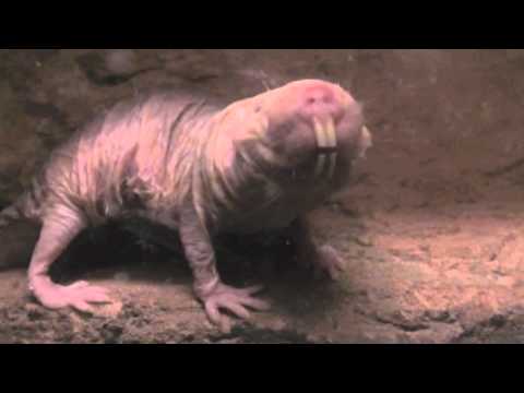 Nacktmulle leben unter der Erde