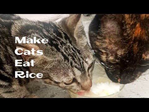 How to Make Cats Eat Rice #Shorts - YouTube