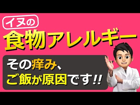 犬の食物アレルギー:症状と治療法