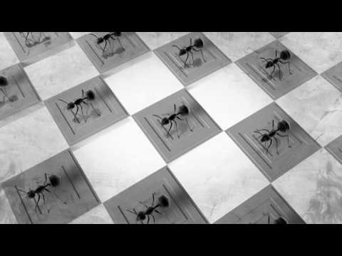 4migas WILD DEMO Animation, OUTLINE 2010