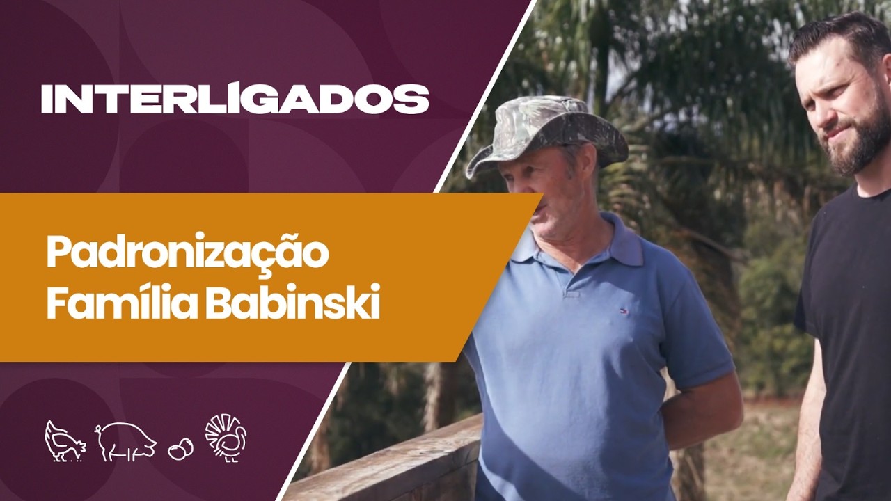 Padronização de processos melhora resultados na suinocultura | Interligados