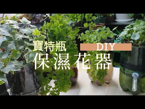 大葉藍蕨照顧