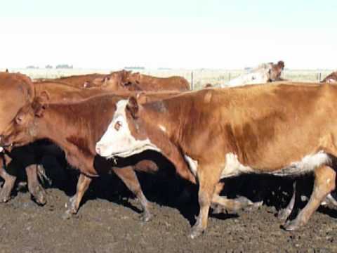 Lote vacas Angus y otras