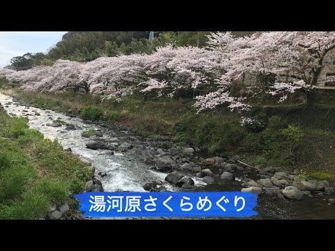 湯河原さくらめぐり