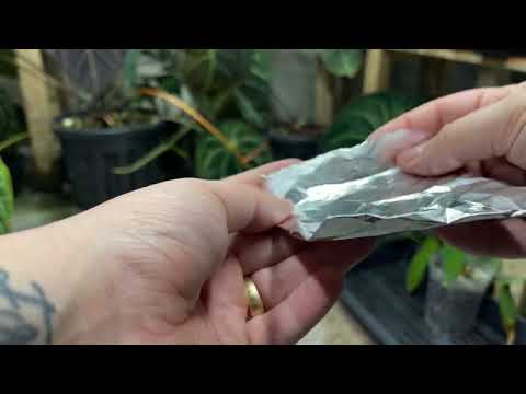 How to collect Anthurium pollen