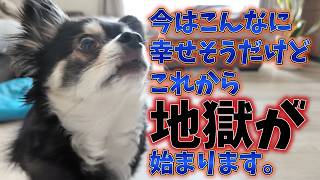 犬、そして平和は終わった。 #犬との暮らし #chihuahua #dog #チワワ #癒し