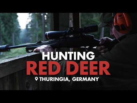 Hunting Red Deer In The Forests Of Thuringia, Germany