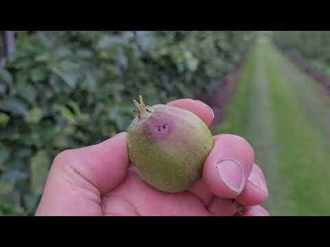 52 komunikat sadowniczy z dnia 06.07.2022