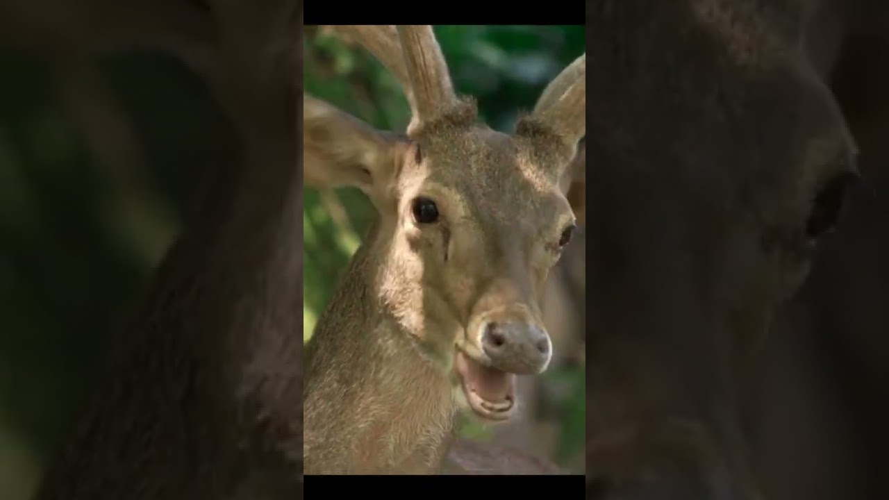 Sonido Ciervo Balido / Deer Sound Bleat